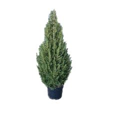 Picea Glauca 2-3ft ft Real Pot Grown Christmas Tree