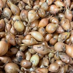 Turbo Onion Set 1kg