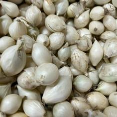 Snowball Onion Set 1kg