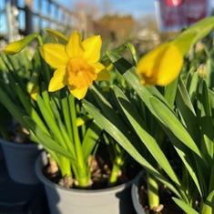 Narcissus Tete-a-Tete 1ltr