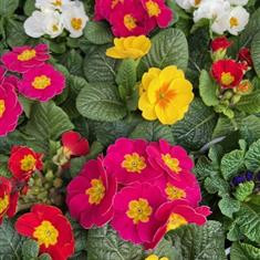 Primula Polyanthus Mixed