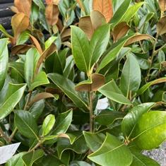 Magnolia Evergreen White 3-ft