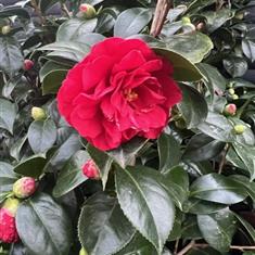 Camelia Roja (Red) 3-4ft