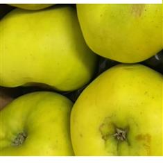 Apple Discovery Tree- 5ft