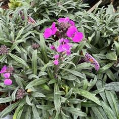 Erysimum Bowles Mauve 2ltr