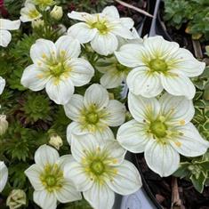Saxifrage White 1ltr