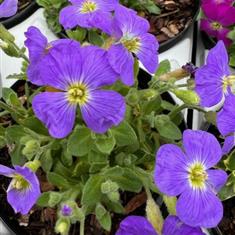 Aubretia Blue 1ltr 