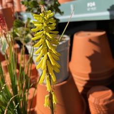Kniphofia Lemon Popsicle 2ltr