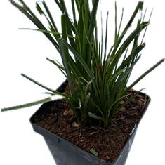 Kniphofia Papaya Popsicle 2ltr