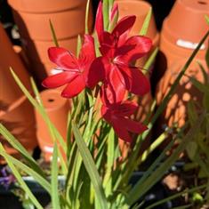 Schizostylis Coccinea Oregon Sunset 2ltr