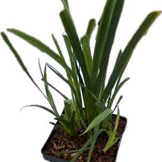 Schizostylis Coccinea Pink Princess 2ltr