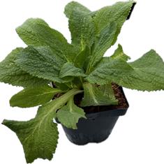 Digitalis Purpurea Albiflora 2ltr