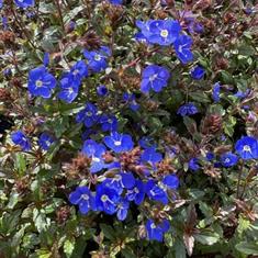 Veronica Peduncularis Georgia Blue 2ltr