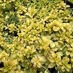 Veronica Repens Sunshine 2ltr