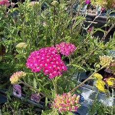 Achillea Summer Pastels 2ltr