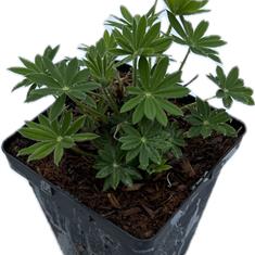 Lupin Russell Hyb Chandelier 2ltr