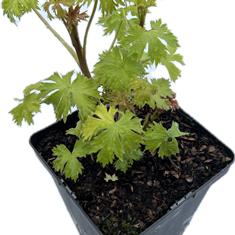Delphinium Delphina Pink White Bee 2ltr
