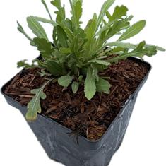 Gaillardia Burgunder 2ltr