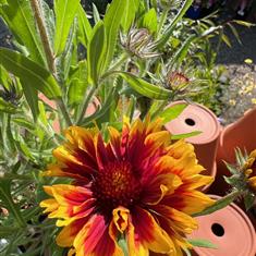 Gaillardia Kobold Goblin 2ltr