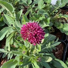 Knautia Macendonica Melton Pastels 2ltr