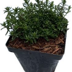 Lithodora Diffusa Heavenly Blue 2ltr