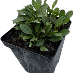 Leucanthemum Western Star Gemini 2ltr