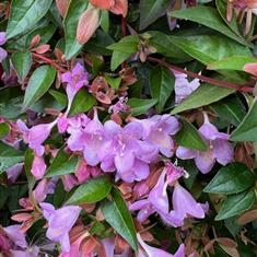 Abelia Grandiflora Pink Pong 3ltr