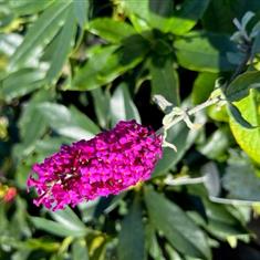 Buddleja Pink Delight 3ltr