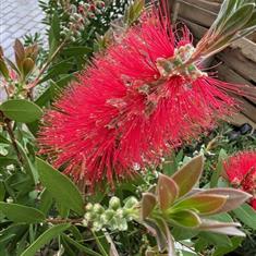 Callistemon Citrinus 3ltr