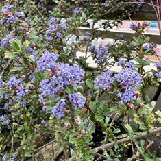 Ceonothus Autumnal Blue 3ltr