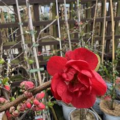 Chaenomeles Speciosa Pink Storm 3ltr