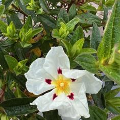 Cistus Decumbens 3ltr