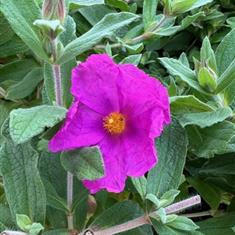 Cistus Pulverulentus Sunset 3ltr
