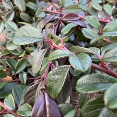 Cotoneaster Dammeeri 3ltr