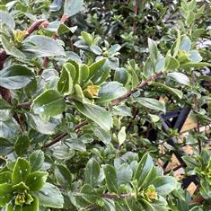 Escallonia Iveyi 3ltr