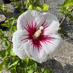 Hibiscus Red Heart 3ltr