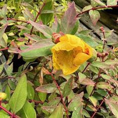 Hypericum moserianaum Tricolour 3ltr