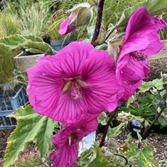 Lavatera clementii Burgundy Wine 3ltr