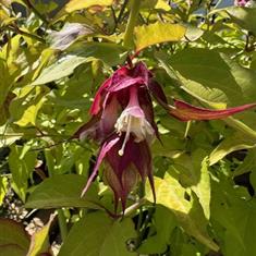 Leycesteria Golden Lanterns 3ltr