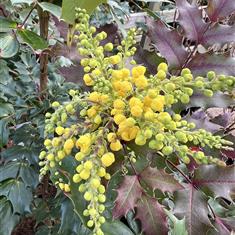 Mahonia Fireflame 3ltr