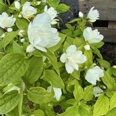 Philadelphus Manteau d&#39;Hermine 3ltr