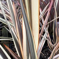 Phormium Alison Blackman 3ltr