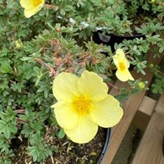 Potentilla Fructosa Goldfinger 3ltr