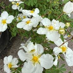 Potentilla fruticosa Abbostwood 3ltr 