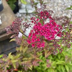 Spiraea Japonica Anthony Waterer 3ltr