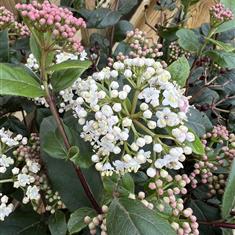 Viburnum Tinus Gwenllian 3ltr