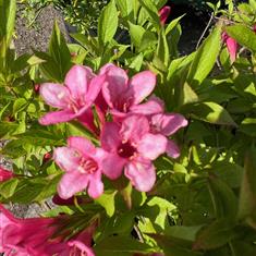 Weigela Picobella Rosa 3ltr