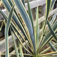 Yucca filamentosa Bright Edge 3ltr