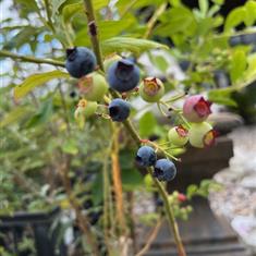 Blueberry Grover 3ltr
