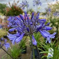 Agapanthus Lavender Haze 3ltr 